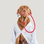 medic veterinar online