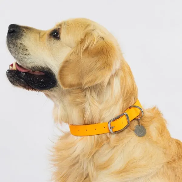 zgarda toto accessories tangerine portocaliu