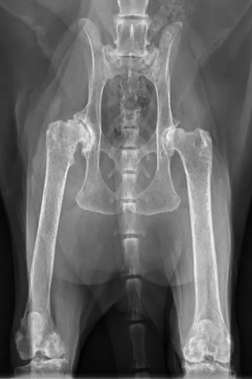 osteoartrita la caini si pisici