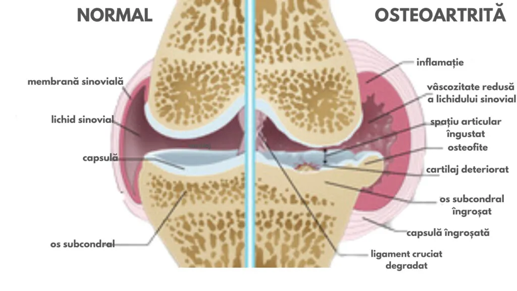 osteoartrita caini si pisici