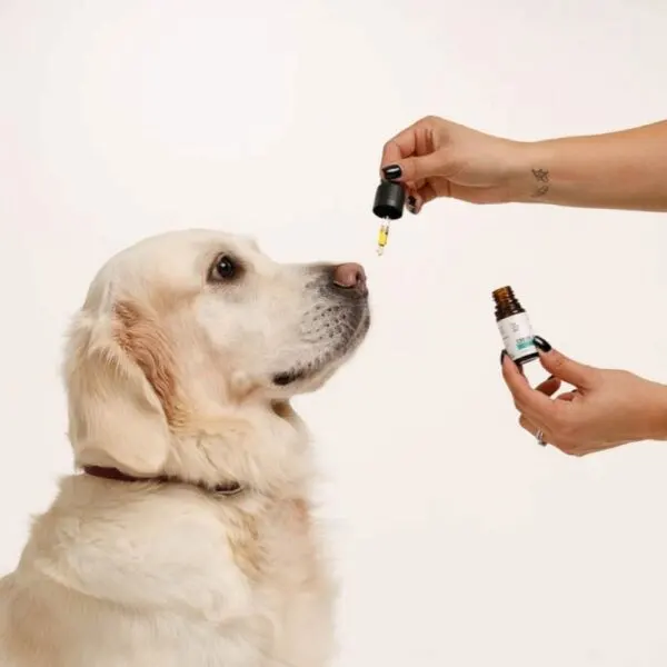 ulei cbd pentru caini si pisici doctor totolici