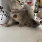 Zgardă pisici TOTO ACCESSORIES diverse culori photo review