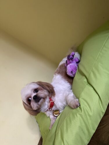 Pernă câine de talie mică - Pillow Pet Small photo review