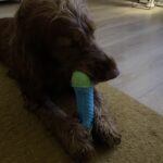 Jucărie senzorială pentru câini KONG CoreStrength Bone photo review