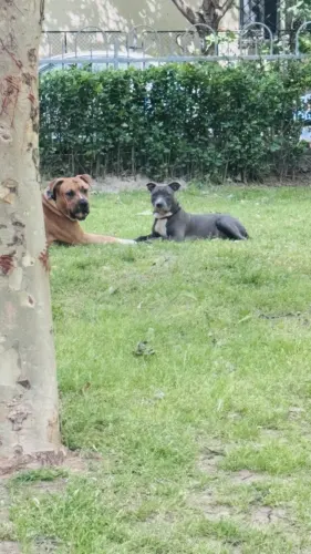 Click to view full screen Ulei de somon pentru câini și pisici Doctor Totolici Salmon Oil, 500 ml photo review