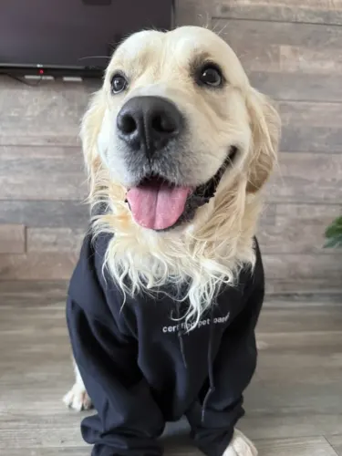 Click to view full screen Tricou oversized unisex Doctor Totolici® 'certified pet parent', bumbac organic, culoare Black photo review
